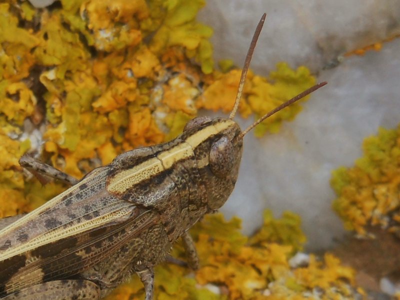 ..dalla Gallura: Aiolopus cfr strepens